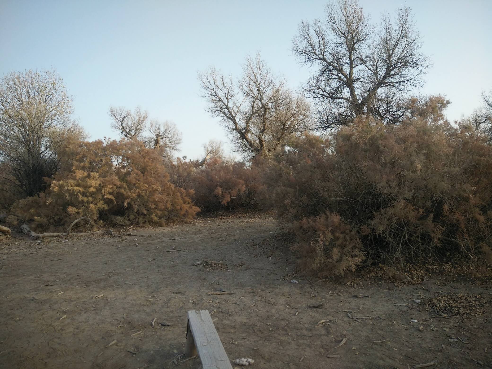 populus_euphratica_05