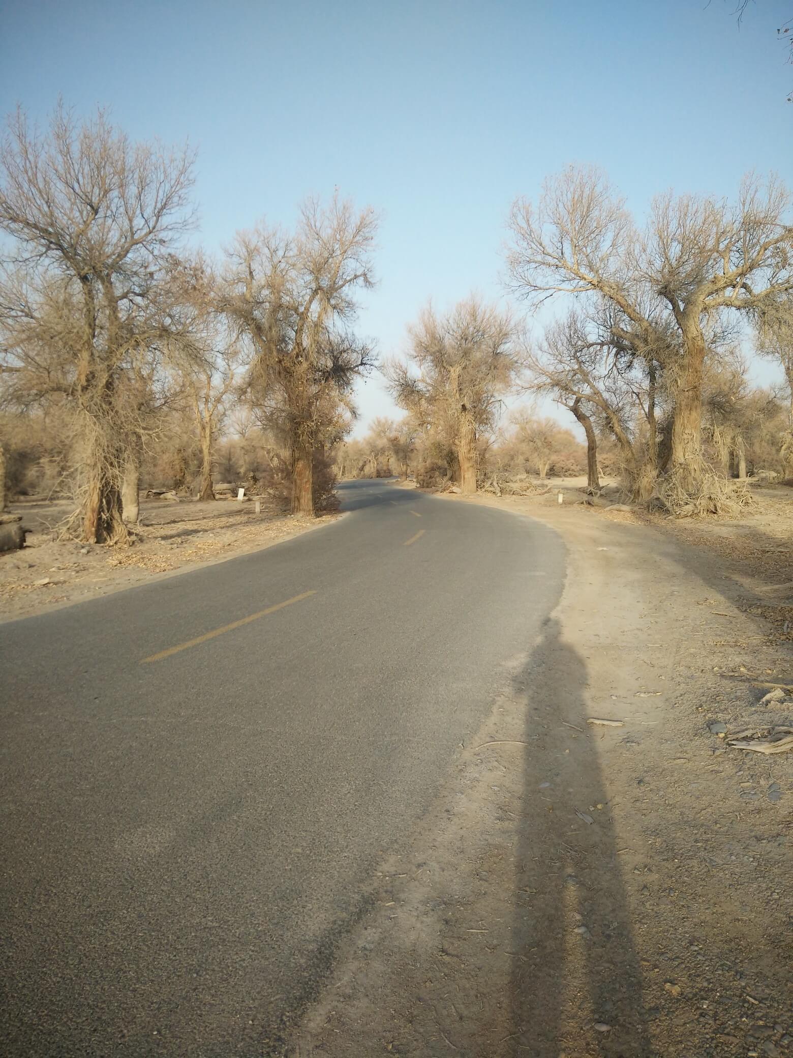 populus_euphratica_10