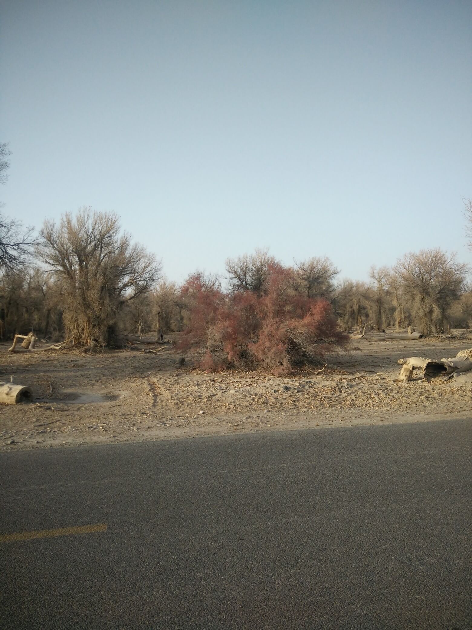 populus_euphratica_11