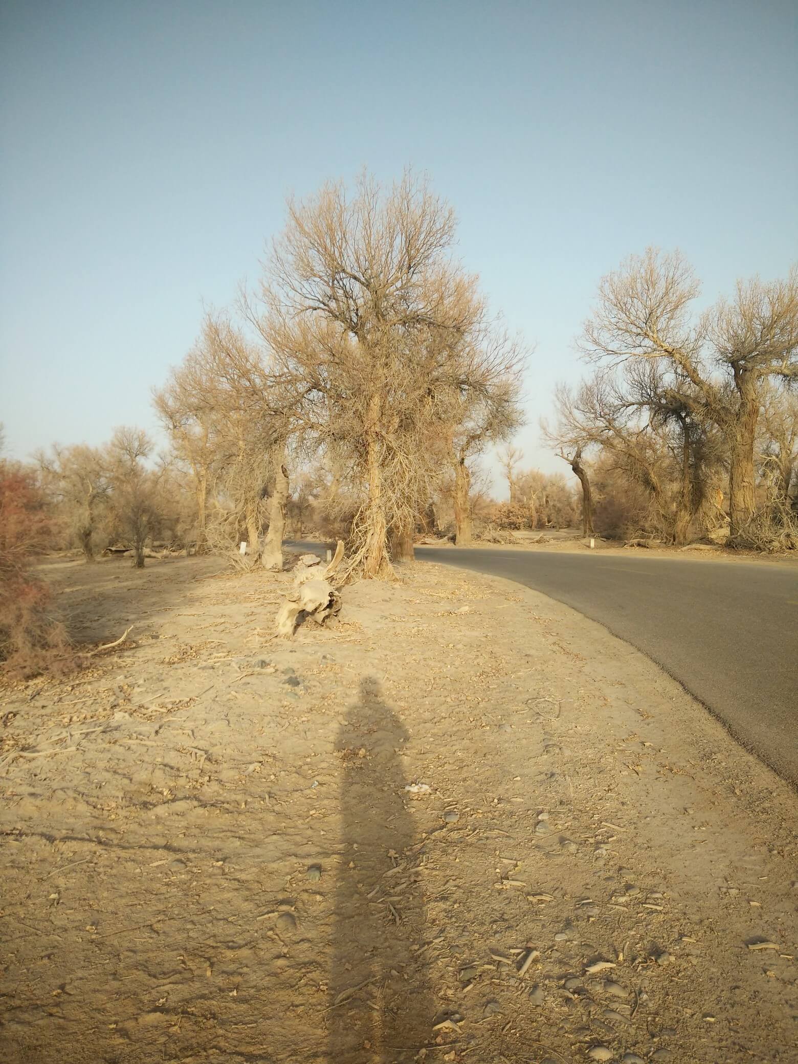 populus_euphratica_13