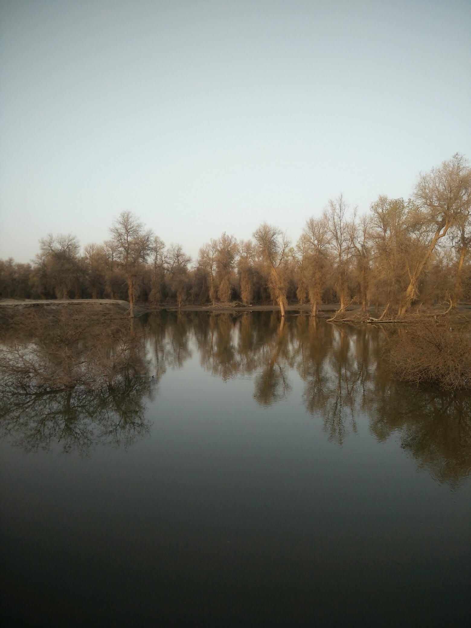 populus_euphratica_21