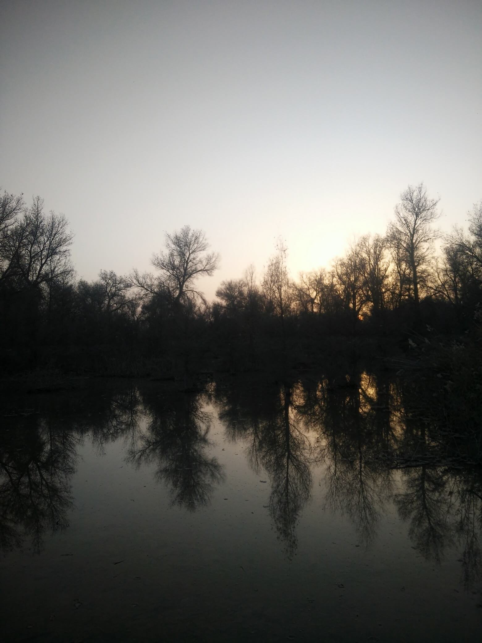 populus_euphratica_27