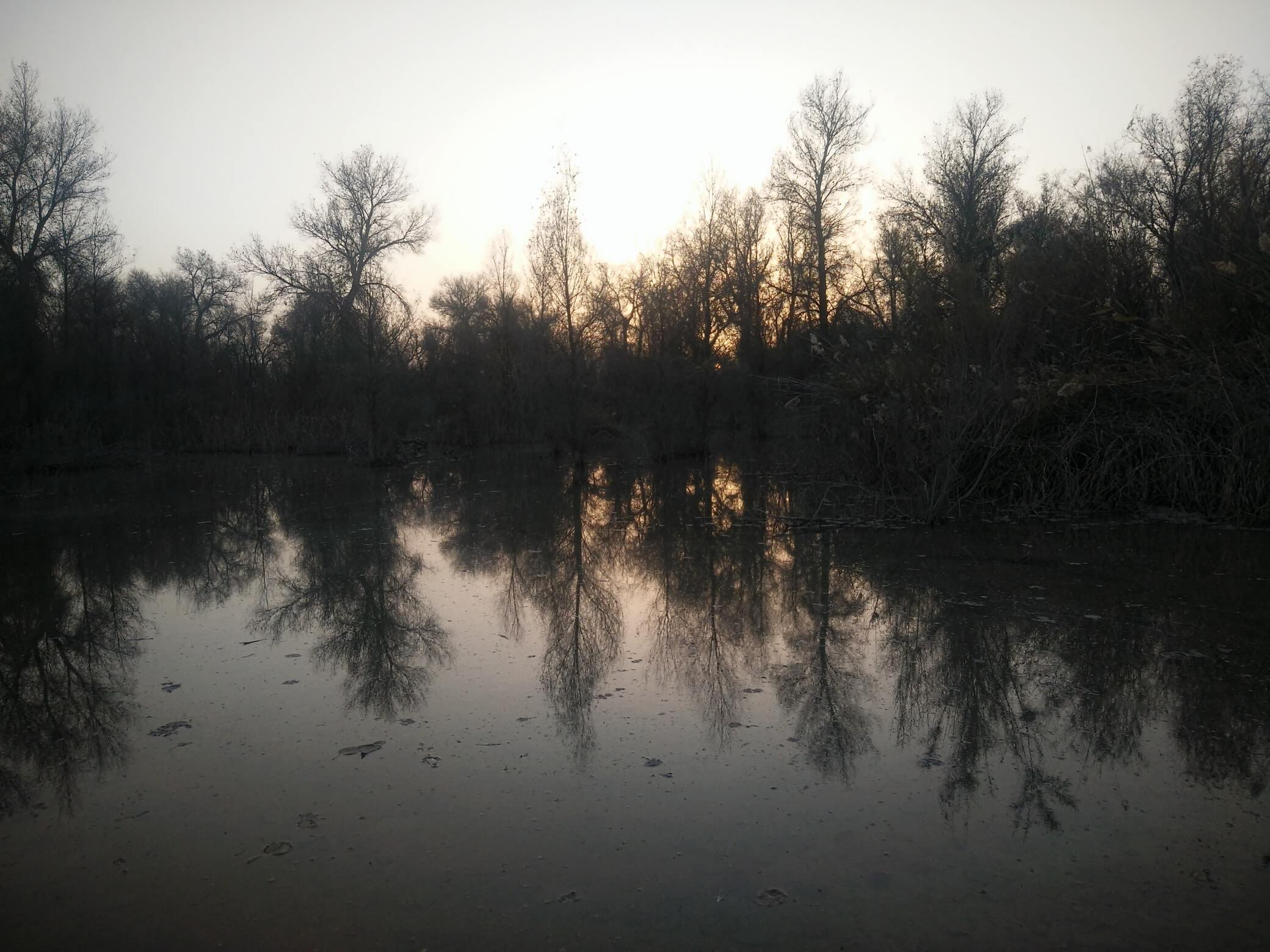 populus_euphratica_30