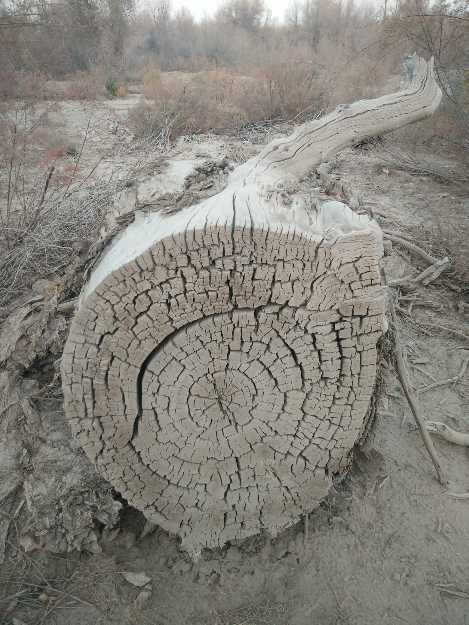 populus_euphratica_35