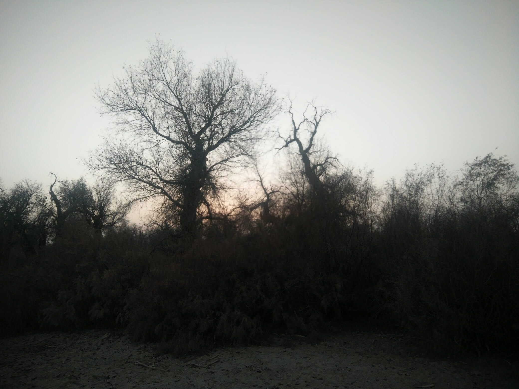 populus_euphratica_41