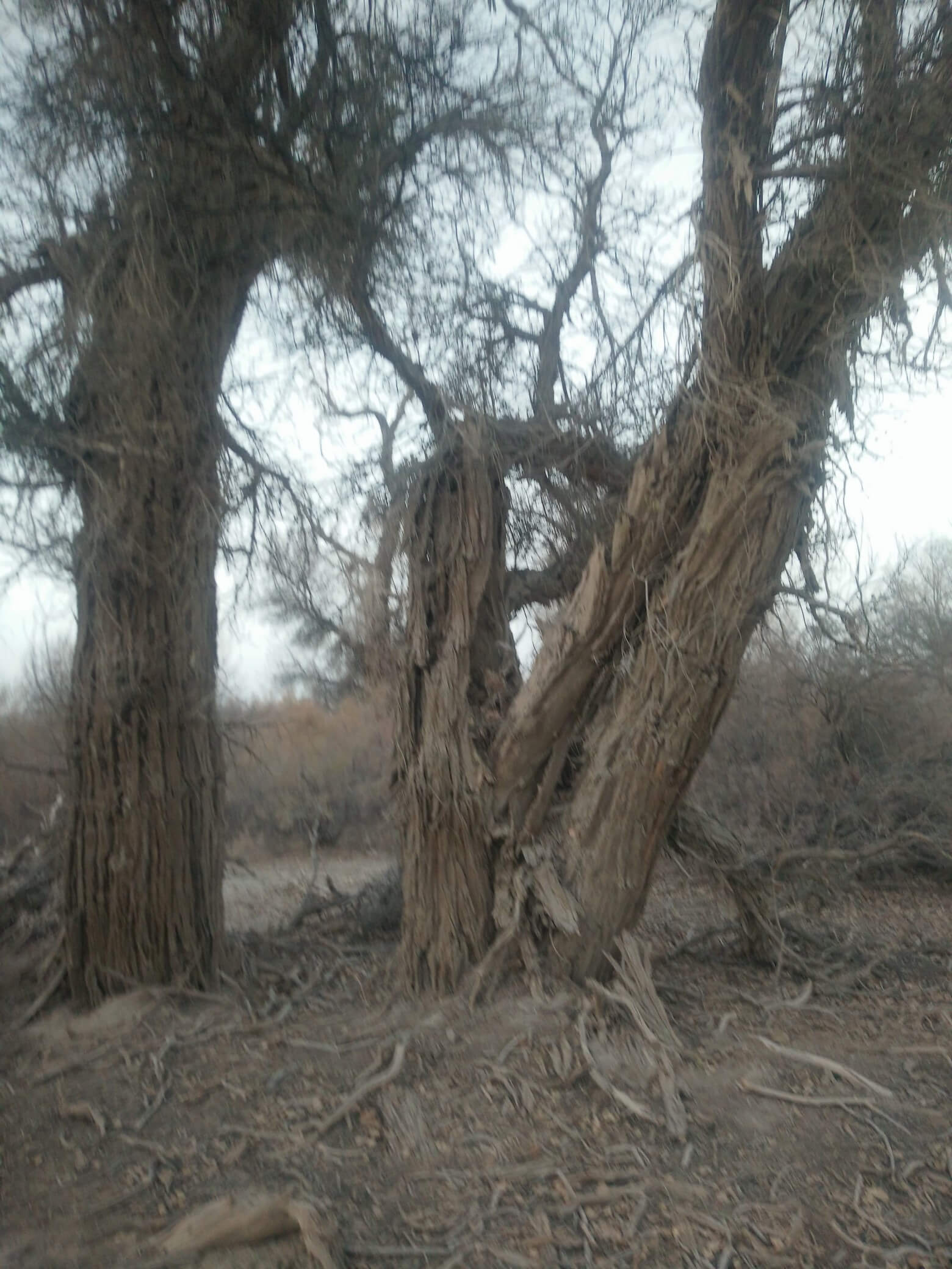 populus_euphratica_42
